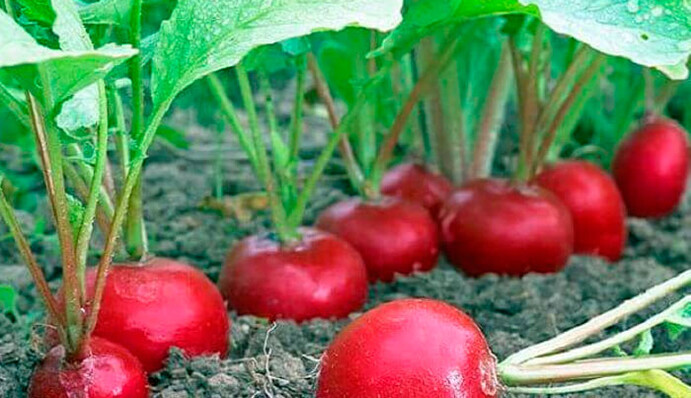 Почему редис вырастает горьким: три самые распространенные ошибки дачников