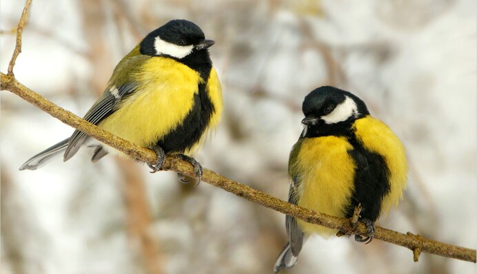 Будет холодно, но недолго: синоптик назвала дату потепления по всей Украине