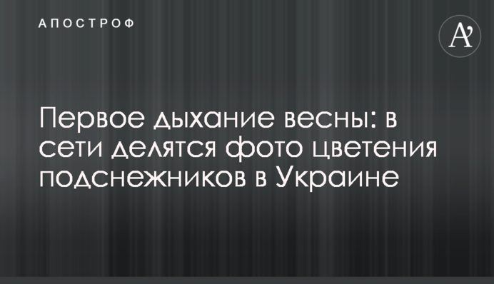 Перший подих весни: у мережі діляться фото цвітіння пролісків в Україні