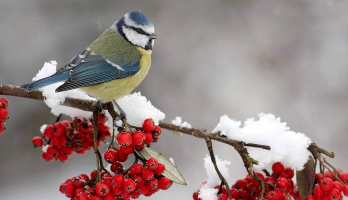 Погода в Украине на китайский Новый год: где потеплеет до +19 градусов