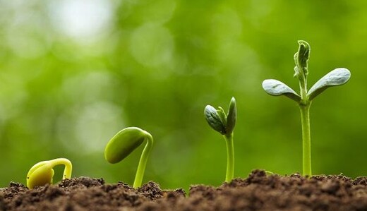 Які шість видів квітів треба посіяти до середини лютого: важливі поради