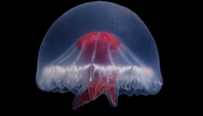 С красным крестом и неизвестным ядом: ученые обнаружили в Японии неизвестное ранее существо, фото