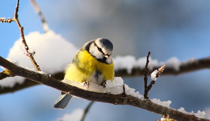 Часть Украины накроют снегопады и дожди: прогноз синоптиков на выходные