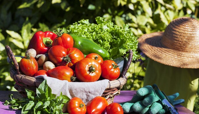 Урожай помидоров, перца, огурцов и капусты будет щедрым: как сделать чудо-удобрение для рассады