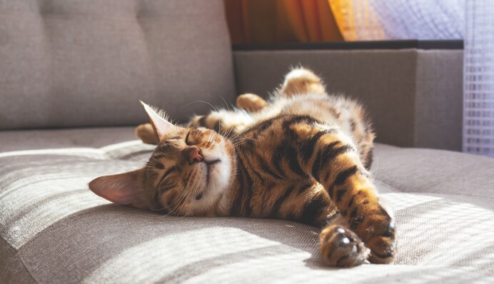 В Европе отмечают День кота: 