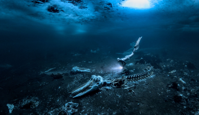 Могила на дні океану: біля берегів Гренландії зробили моторошне фото пари останків китів