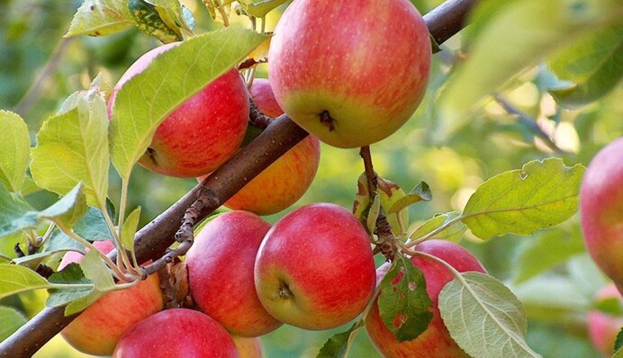 Ця хитрість збільшить урожай: навіщо на дерево вішають пакет із водою