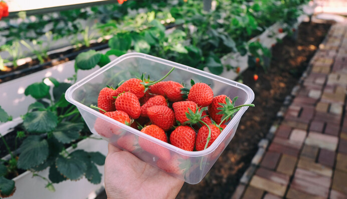 Почему клубника не хочет цвести и плодоносить: главные причины