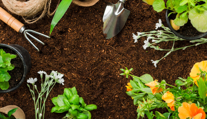 Заморозки им не страшны: какие растения можно высевать в открытый грунт в марте
