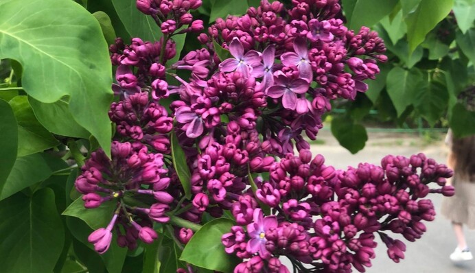 Настоящее место паломничества в сезон цветения сирени: как выглядел Ботанический сад в Киеве в 1970-х годах, фото