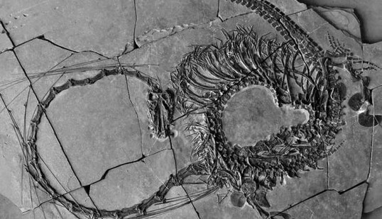 Вчені виявили невідому раніше водну істоту: 5-метровому 