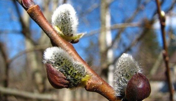 В частині України буде справжнє літо: прогноз синоптиків на 27 лютого