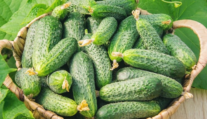 Урожай будет уже в мае: интересный способ посадки огурцов