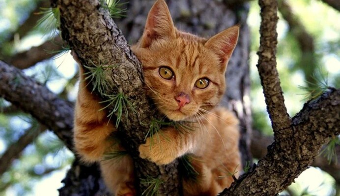 У квітні прийде тепло, а в травні вдарять заморозки: з’явився прогноз на весну-2024