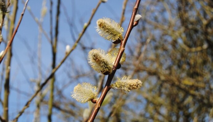 Яким буде березень у Києві: оновлений прогноз погоди на кожний день