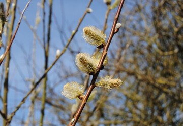 Яким буде березень у Києві: оновлений прогноз погоди на кожний день