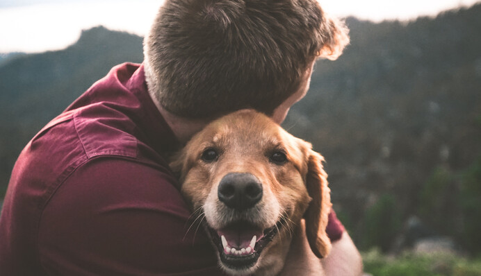 Собаки можуть плакати від щастя: на батьківщині Хатіко розкрили секрет феномену