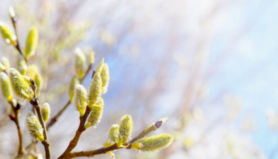 Нехай березень подарує сили: яскраві привітання з першим днем весни