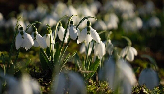 В Україні масово квітнуть підсніжники та фіалки: в мережі діляться гарними фото