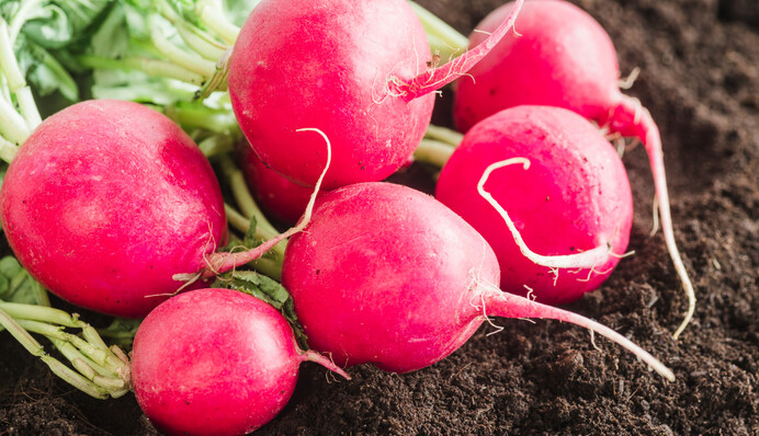 Коли і як правильно садити редис, щоб отримати гарний урожай