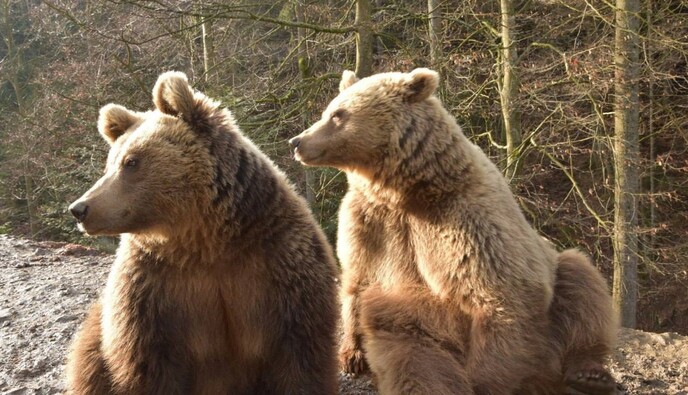 Наслаждаются солнцем: в Карпатах начали просыпаться медведи