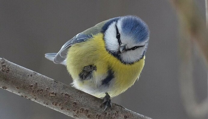 Зима з морозами і снігопадами ще повернеться: з’явився прогноз на березень