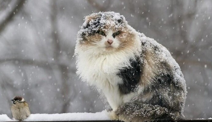 Похолодание затянется надолго: где ждать морозов и когда снова потеплеет