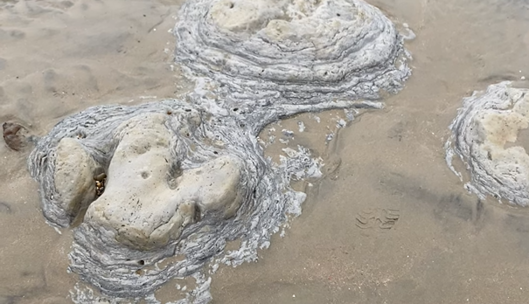 На пляже в Британии случайно наткнулись на следы динозавра: фото и видео