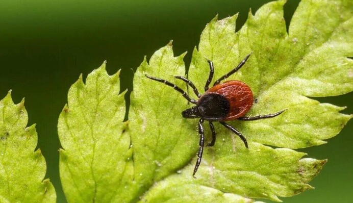Скоро почнеться сезон кліщів: що треба знати і як захиститися