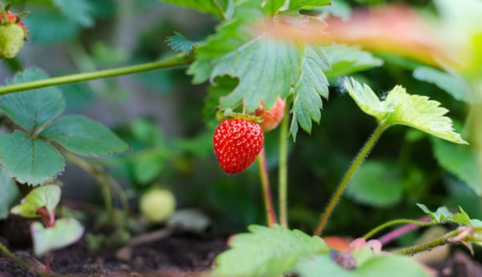 Урожай полуниці можна збільшити в 10 разів: є кілька хитрощів