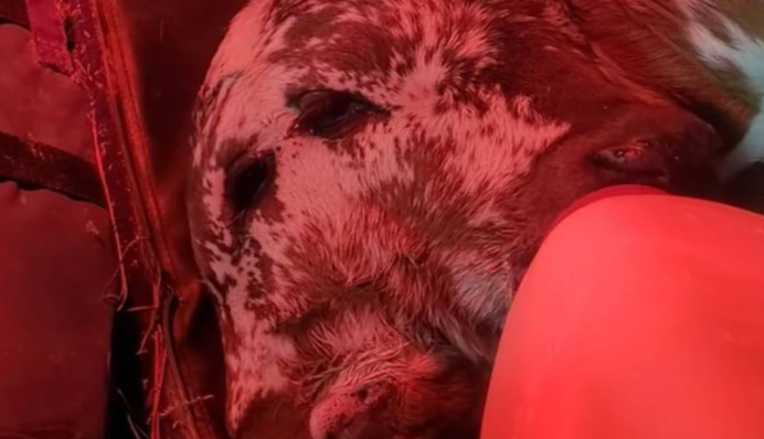 На ферме в США родился теленок-мутант с двумя головами: видео