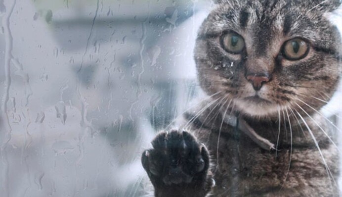 Тиждень розпочнеться дощами: прогноз синоптиків на понеділок, карта