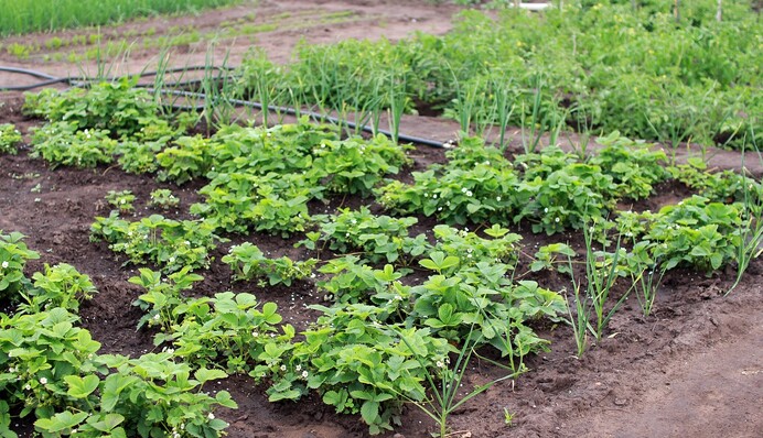 Коли і як правильно садити зелень навесні: поради городникам
