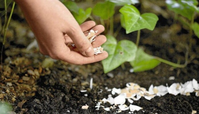 Три распространенных мифа об использовании яичной скорлупы на огороде