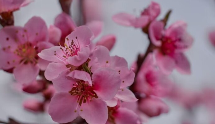 Врятують плоди від хвороби: чим обробити персики навесні