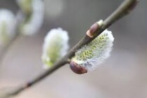 День весеннего равноденствия: что нужно сделать в этот день, традиции и приметы