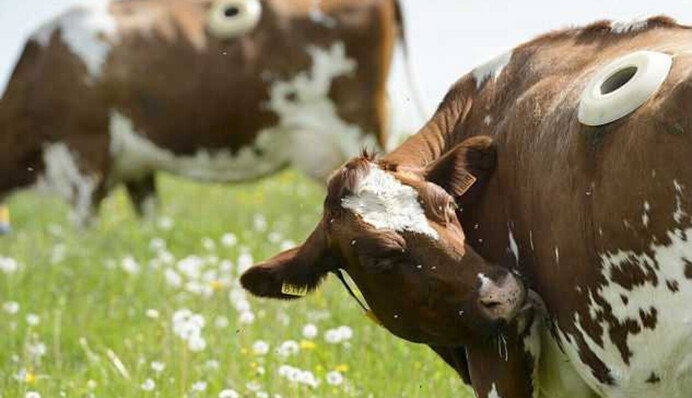 Зачем коровам делают дырки в животе: объяснение странного эксперимента и фото