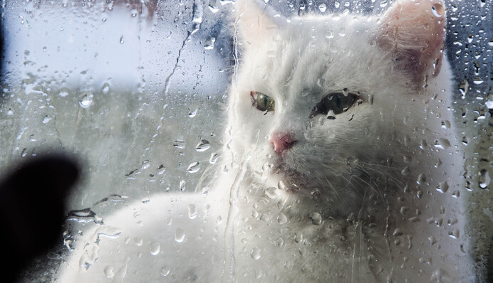 Потеплеет до +15, но нужно пережить дожди и мокрый снег: синоптик рассказала, когда придет настоящая весна