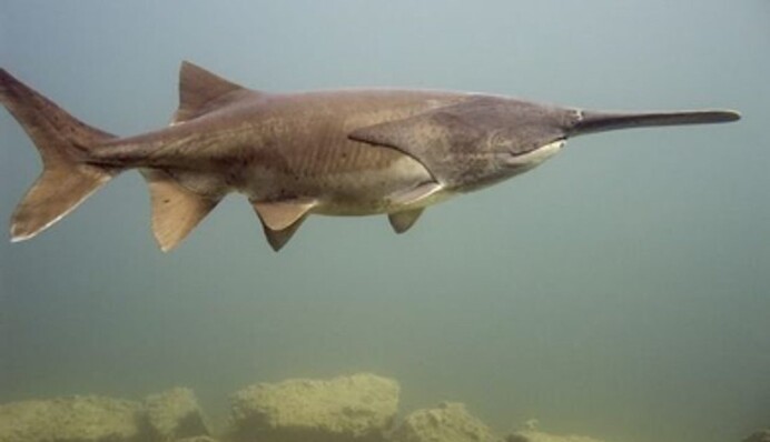 Чоловік спіймав 75-кілограмову рибу-велетня: фото трофея