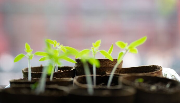 Чем подкормить рассаду, чтобы она была крепкой и плодородной