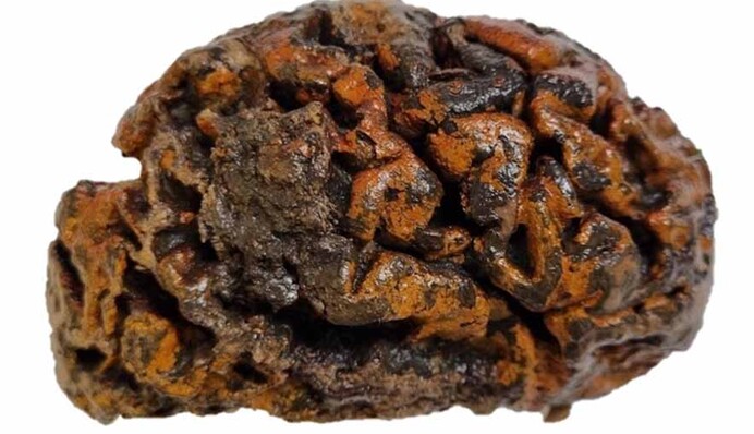 Это может привести к революции в науке: ученые нашли человеческие мозги старше 10 тысяч лет, фото
