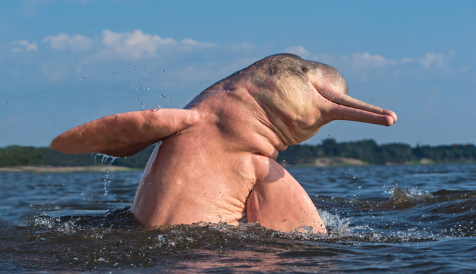 В Амазонии нашли останки крупнейшего в мире дельфина, жившего 16 млн лет назад: фото