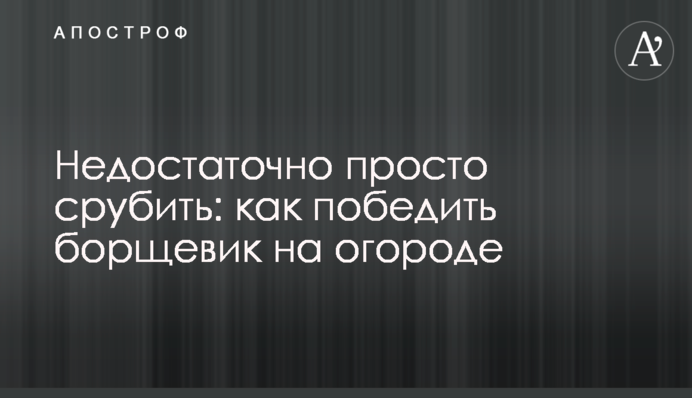 Недостаточно просто срубить: как победить борщевик на огороде