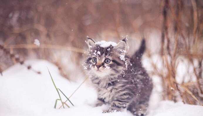 На Украину надвигается волна дождей со снегом и грозами: даты и карта