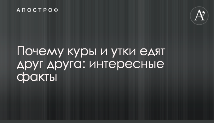 Почему куры и утки едят друг друга: интересные факты