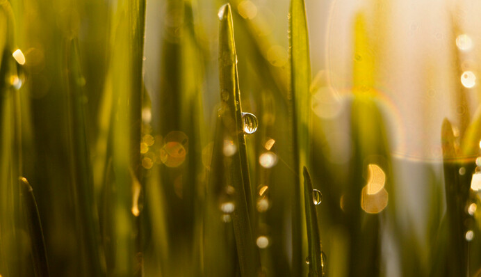 В Україні до +15, але весняний настрій зіпсують дощі: де будуть опади