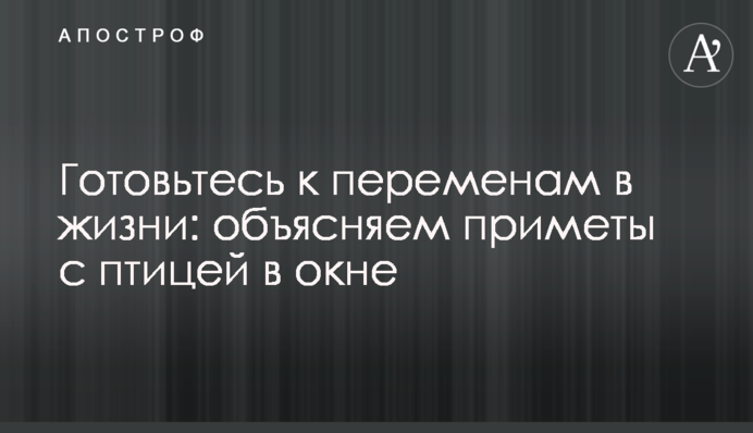 Готовьтесь к переменам в жизни: объясняем приметы с птицей в окне
