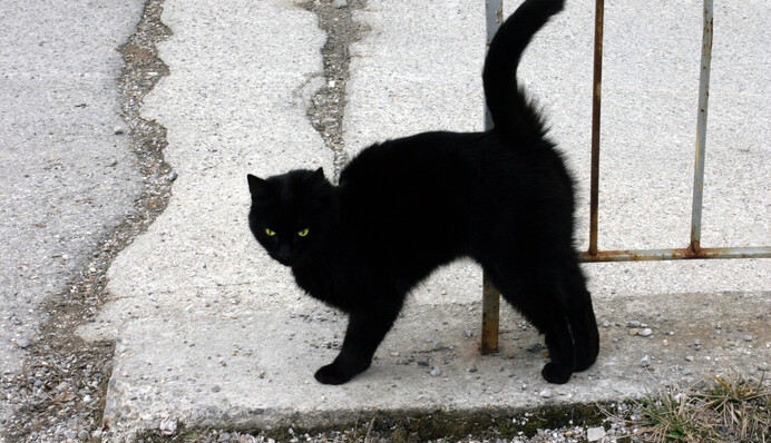 Связаны с високосным годом: объясняем необычные народные приметы и суеверия