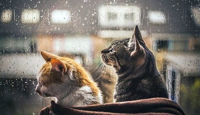 Прихватите зонтики: часть Украины во вторник накроют дожди, карта