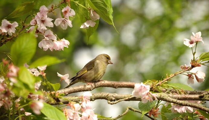 Последние холодные дни перед настоящим теплом: синоптики порадовали прогнозом на ближайшие дни